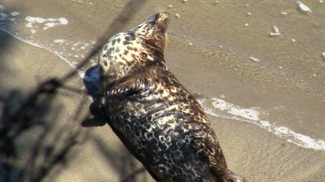Harbor seal on beach - HD
