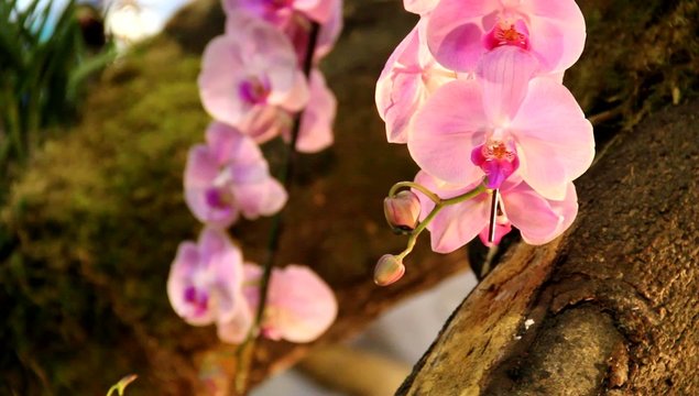 Orchids at exhibition in Singapore