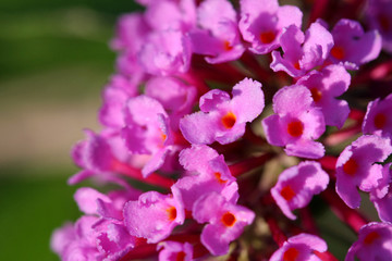 Butterfly Bush Flower Buddleja davidii