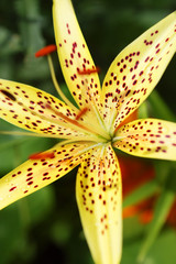 Yellow lily closeup