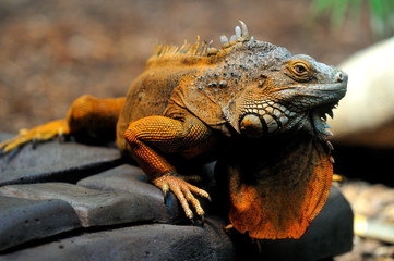 Iguane