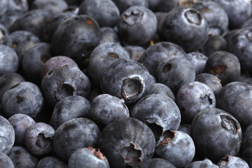 Heidelbeere, Blaubeere, formatfüllend