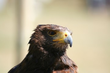 Bussard