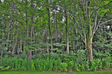Forêt d'érable (HDR)