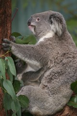 Koalas