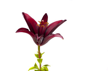 Single claret red lily