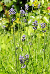 Lavendelpflanzen auf einer Wiese