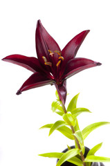 Single claret red lily