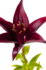 Single claret red lily