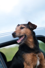 Dog in the car - 24566416