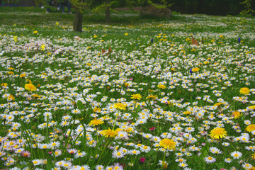 Frühlingswiese