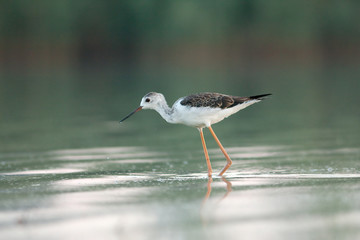 a juvenile of black-winged stilt - Himantopus himantopus
