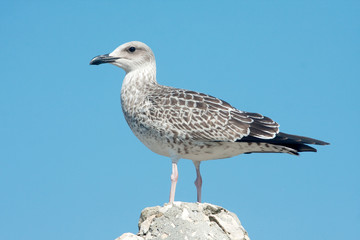 Obraz premium a juvenile of yellow legged-gull / Larus cachinnans