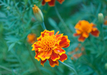 marigolds