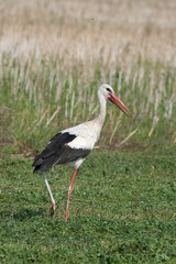 white stork ( Ciconia ciconia) looking for food