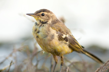 a juvenile of yellow wagtail - Motacilla flava
