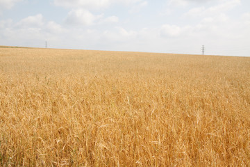 wheat field