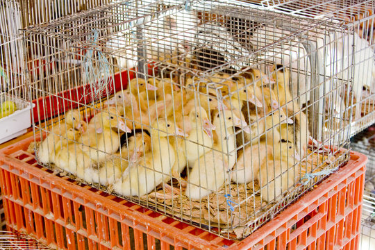 ducklings at street market of Trancoso, Beira Province, Portugal