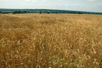 wheat field
