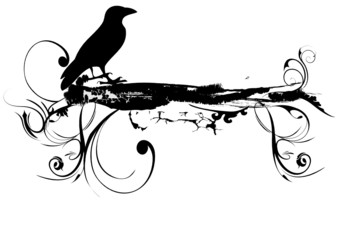 corbeau © Danielle Bonardelle