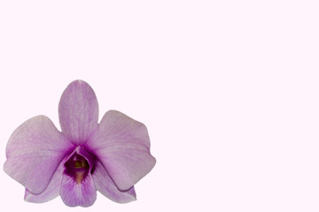 Makroaufnahme einer Orchidee, freigestellt
