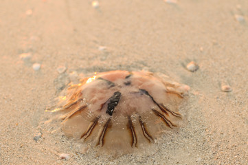 jellyfish