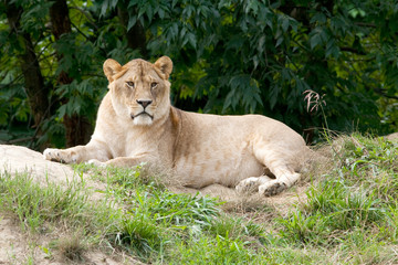 a lioness resting on the grass