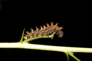 caterpillar of comma - Polygonia c-album