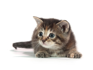 Fototapeta premium Cute tabby kitten sitting on whit