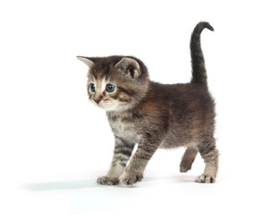 Cute tabby kitten standing on white