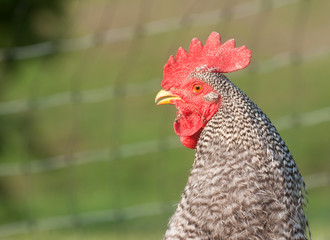 Barred rock rooster with fence in background