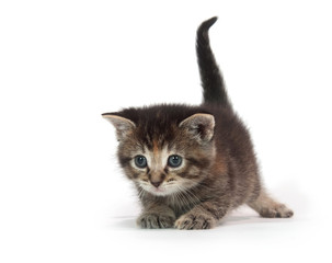 cute tabby kitten playing with blue string