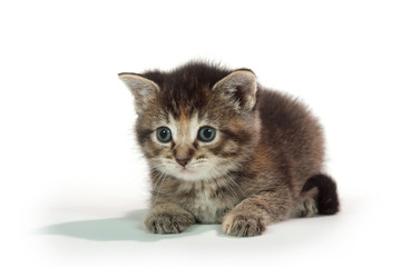 Cute tabby kitten sitting on whit