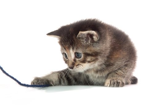 cute tabby kitten playing with blue string