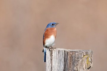 Eastern bluebird sitting on post