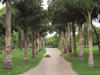 Footpath with Trees on both sides in Park at Rajghat