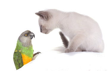 chaton blanc et perroquet curieux © Magalice