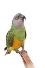 perroquet vert perché © Magalice