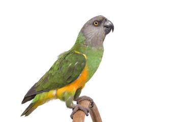 perroquet vert perché sur fond blanc © Magalice