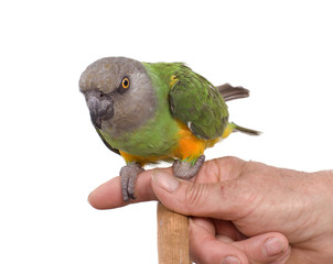 perroquet vert perché sur une main