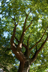 Fototapeta premium Branches of the oak