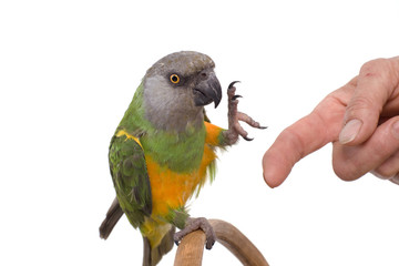 Obraz premium perroquet qui veut se percher sur la main de sa maitresse