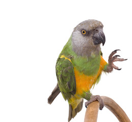 perroquet qui met la patte en l'air © Magalice