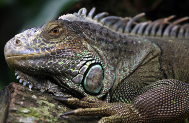 Carribean Iguana