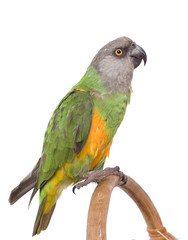 perroquet vert sur fond blanc