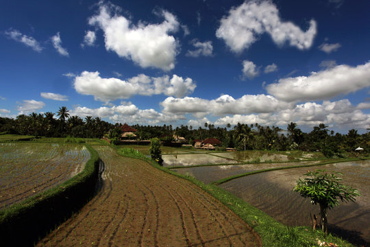 Serene Rice fields in Indonesia