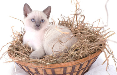 chaton dans un panier © Magalice