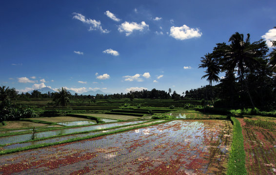 Rice fields in Java