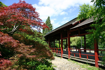 Fototapeta premium jardin japonais
