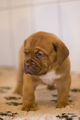 puppy dogue de bordeaux mastiff